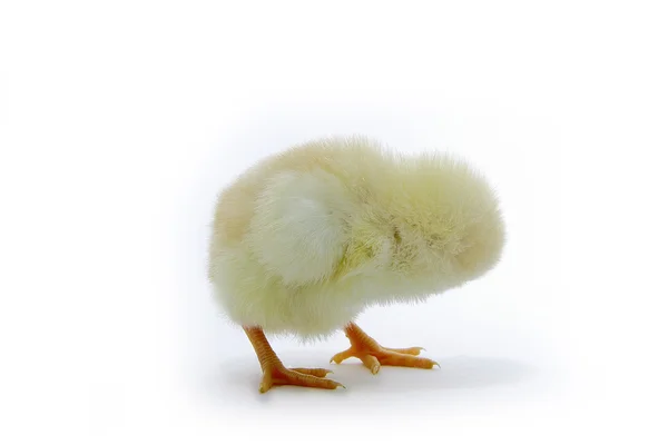 Gula kyckling — Stockfoto