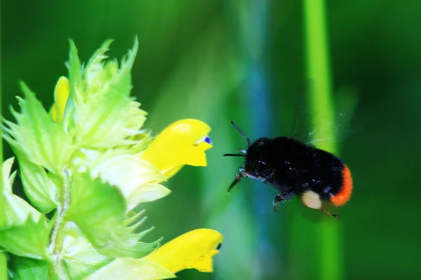 Humlan flyger till blomman — Stockfoto