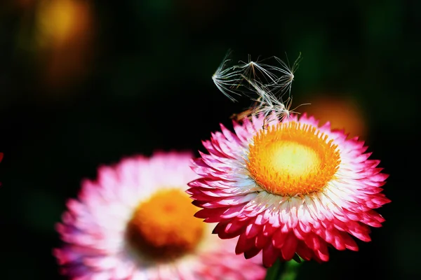 Ljusa sommar blomma — Stockfoto