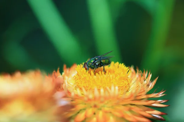 Zelená moucha na květ — Stock fotografie