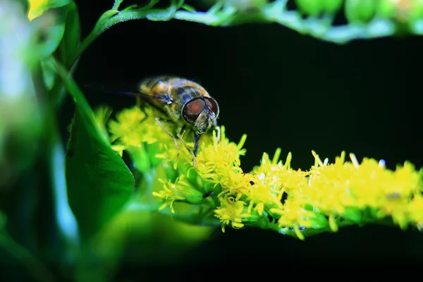 Bi på en gul blomma — Stockfoto