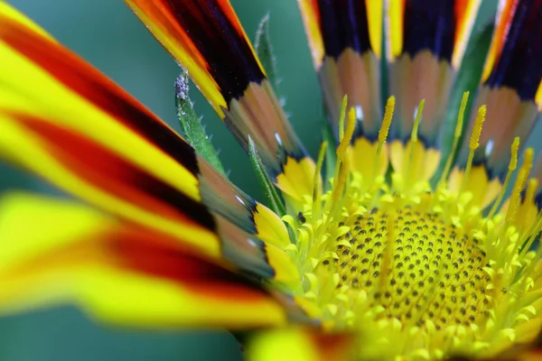 Blomma gazania — Stockfoto