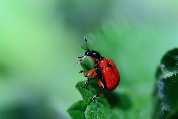 Escarabajo rojo —  Fotos de Stock
