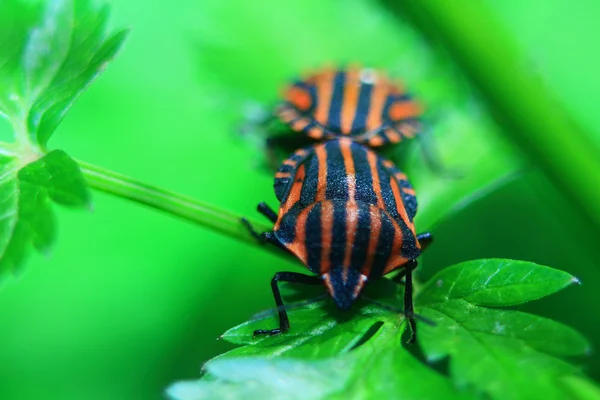 Two bug — Stock Photo, Image