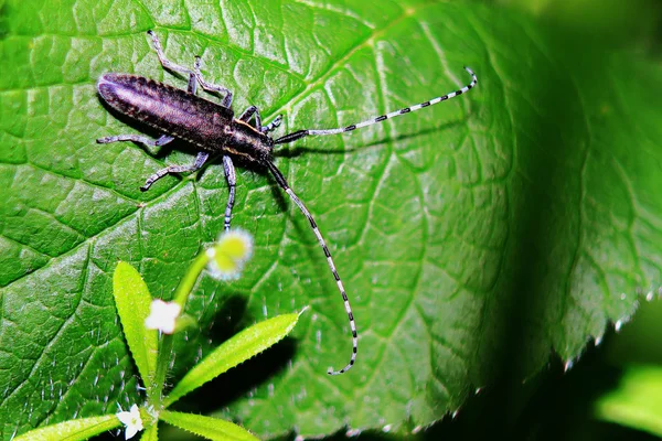 Böceği Longhorn böceği — Stok fotoğraf