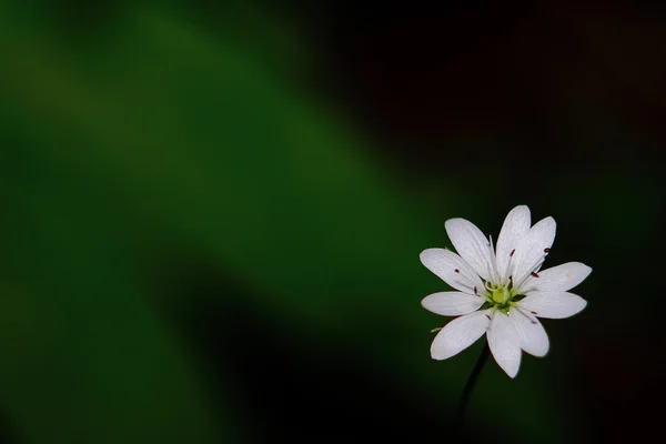 The flower on dark