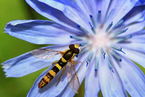 Avispa en una flor — Foto de Stock