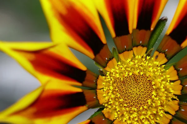 Blomma gazania — Stockfoto