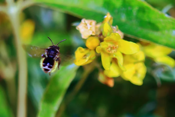 Arı çiçeğe doğru uçar.