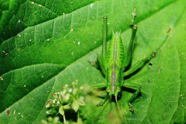 Grön gräshoppa — Stockfoto