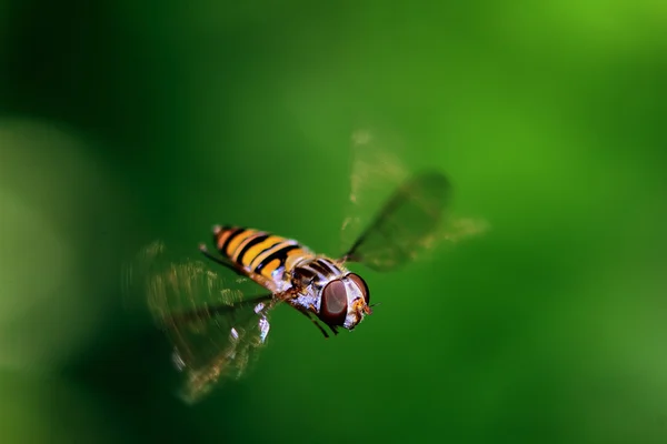 Liten fluga — Stockfoto