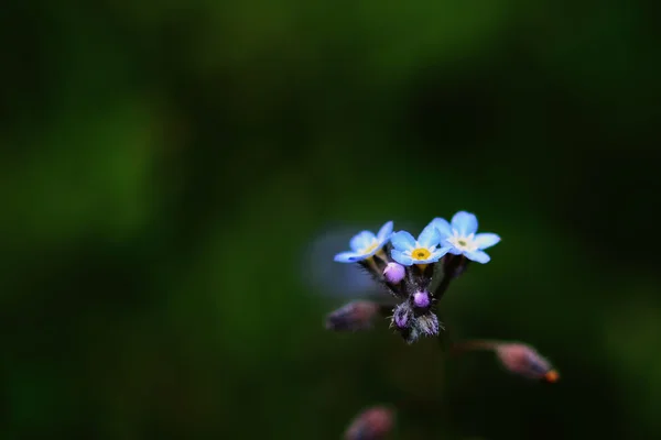 Céu-azul flores — Fotografia de Stock