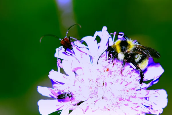 Bumblebee, bug with a big mustache and black bug — Stock Photo, Image