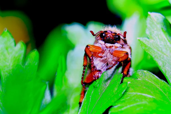 Сockchafer — Stock fotografie