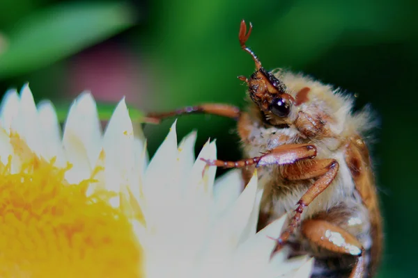 Cockchafer na kwiatem — Zdjęcie stockowe