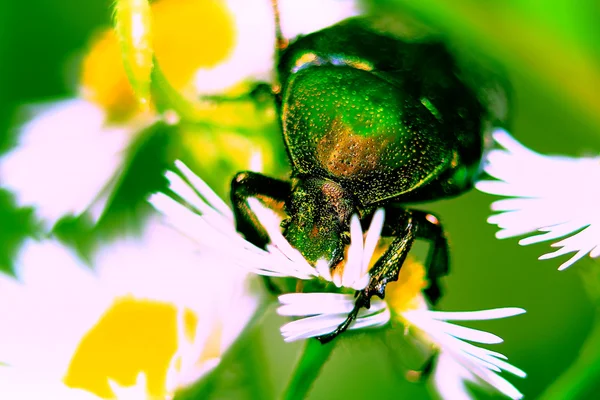 Great firefly — Stock Photo, Image