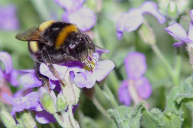 Bumblebee iş başında