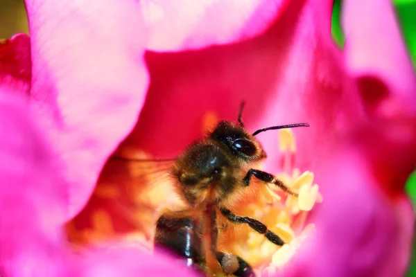 The honey bee — Stock Photo, Image