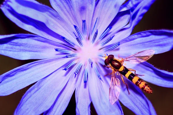 Streifenfliege — Stockfoto