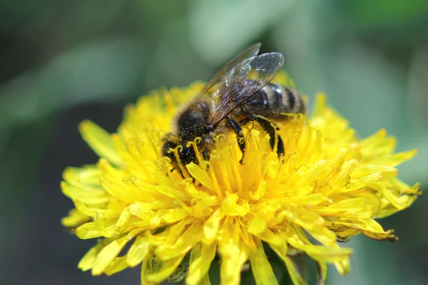 The bee and the dandelion — Stock Photo, Image