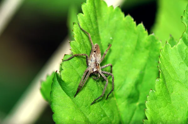 Yaprağın üzerindeki örümcek