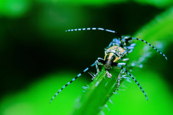 夫妇在爱的 bug — 图库照片