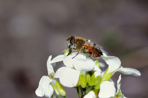 Sinek-arı bir çiçek üzerinde