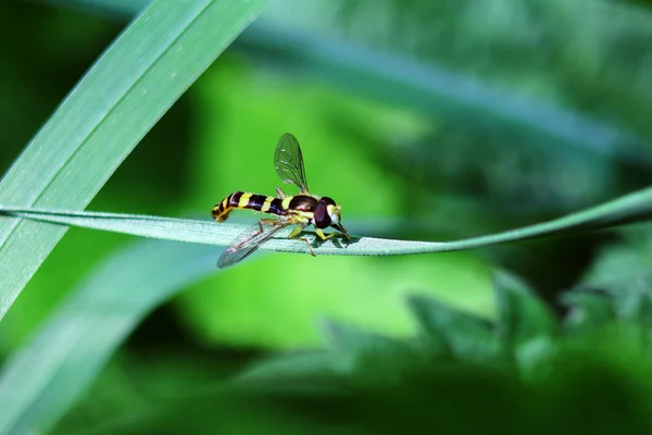 Fly with color wasps — Stock Photo, Image