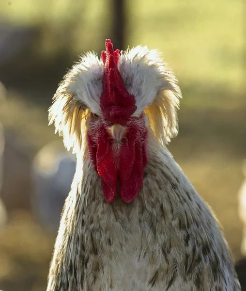 Portrait of angry cock — Stock Photo, Image