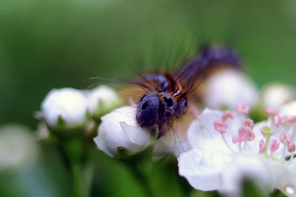 Caterpillar — Stock Photo, Image