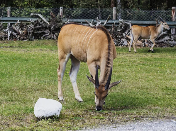 Dvojice antilopy — Stock fotografie