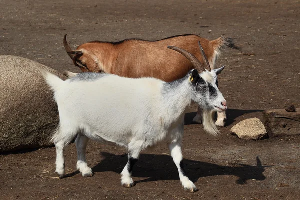 Ziegenpaar — Stockfoto