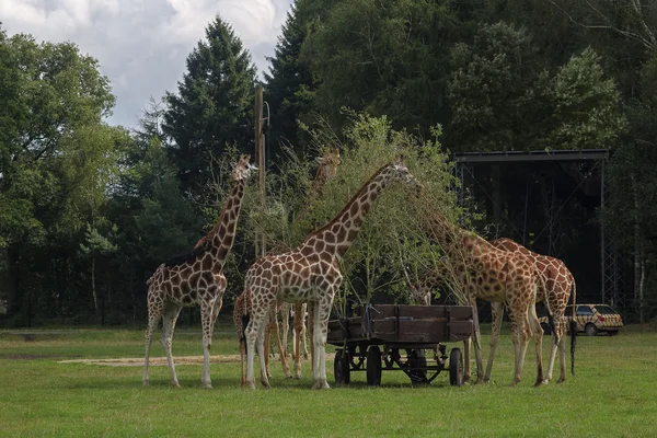 Rodina krmení žiraf — Stock fotografie