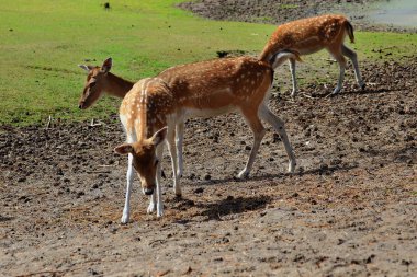 Üç güzel dişi geyik