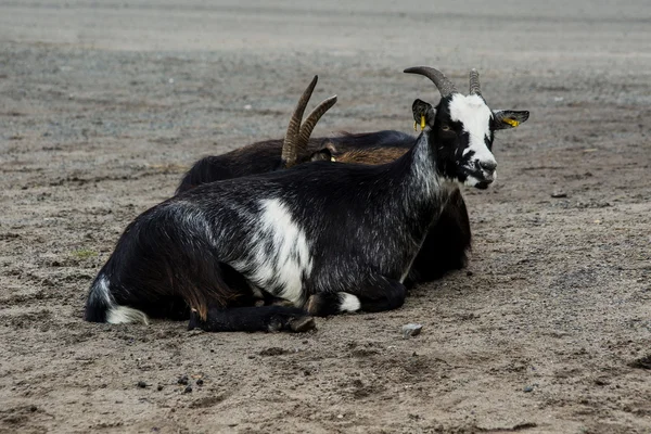İki siyah beyaz keçi — Stok fotoğraf