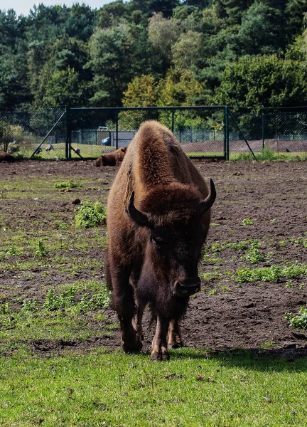 Bisonte europeo — Foto Stock