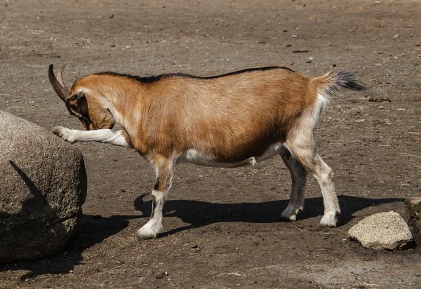 Hnědá koza z Safari parku — Stock fotografie