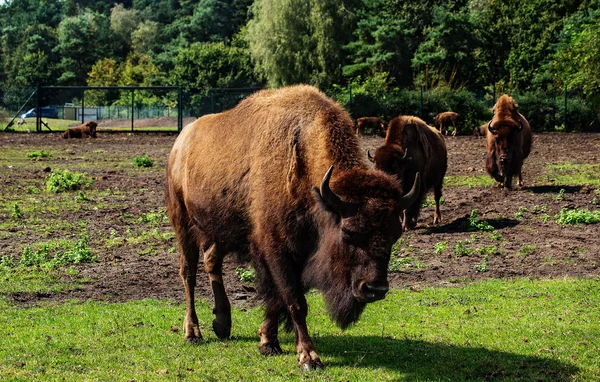 Mandria di bufali — Foto Stock