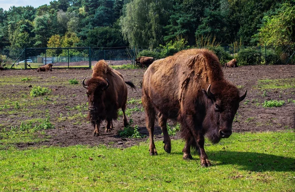 Dvojice hnědé buffalo — Stock fotografie