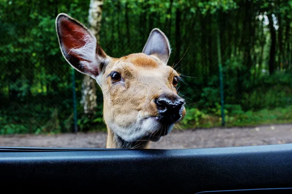 Portrét red deer — Stock fotografie