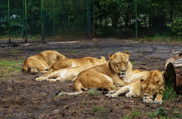 Tired lioness sleeping — Stock Photo, Image