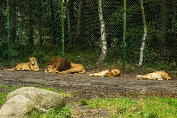 Lion's pride at the zoo — Stock Photo, Image