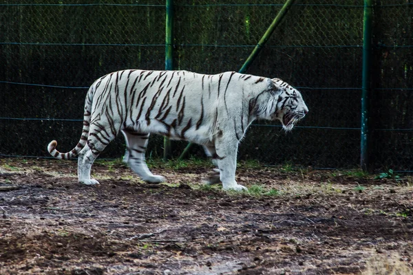 Foto do tigre branco — Fotografia de Stock
