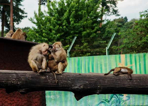 Família de babuínos — Fotografia de Stock