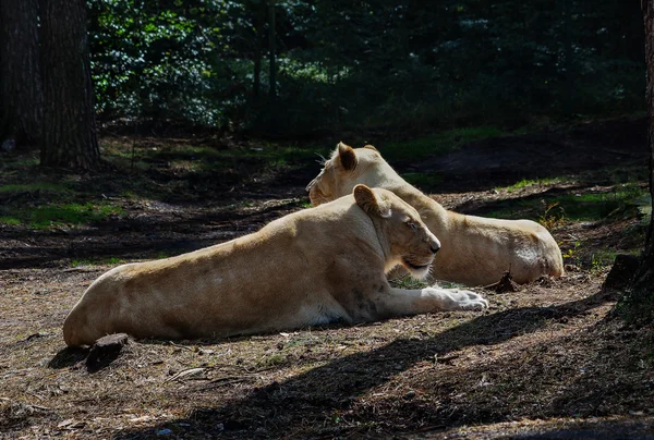 Благородная львица отдыхает — стоковое фото