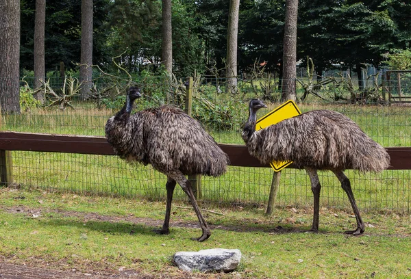 Autruche grise adulte Emu, Plan général — Photo