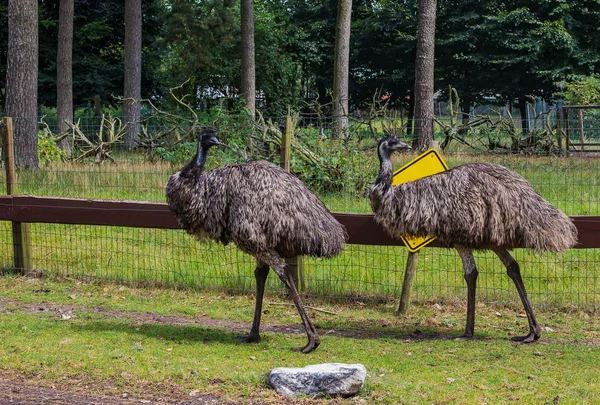 Autruche grise adulte Emu, Plan général — Photo