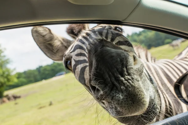 Drôle de visage zèbres dans la fenêtre de la voiture — Photo