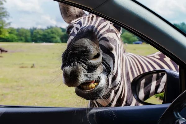 Komik suratlar Zebra portresi