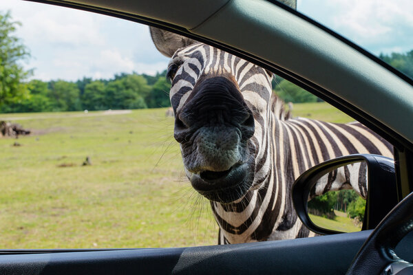 Portrait faces Zebra